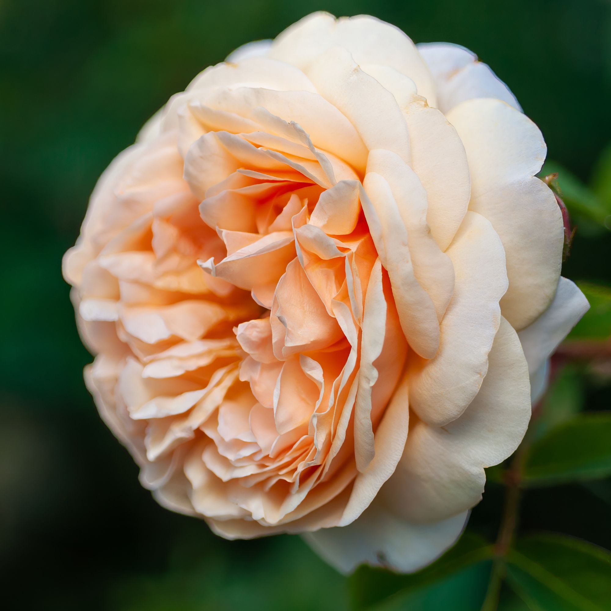 apricot Juliet rose