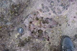 A theropod dinosaur left this track mark about 170 million years ago.