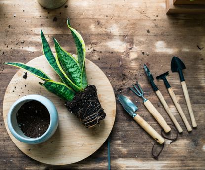 How to make your own snake plant potting mix: an easy DIY | Homes and ...