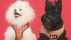 White dog and black dog in Gucci fashion pet wear