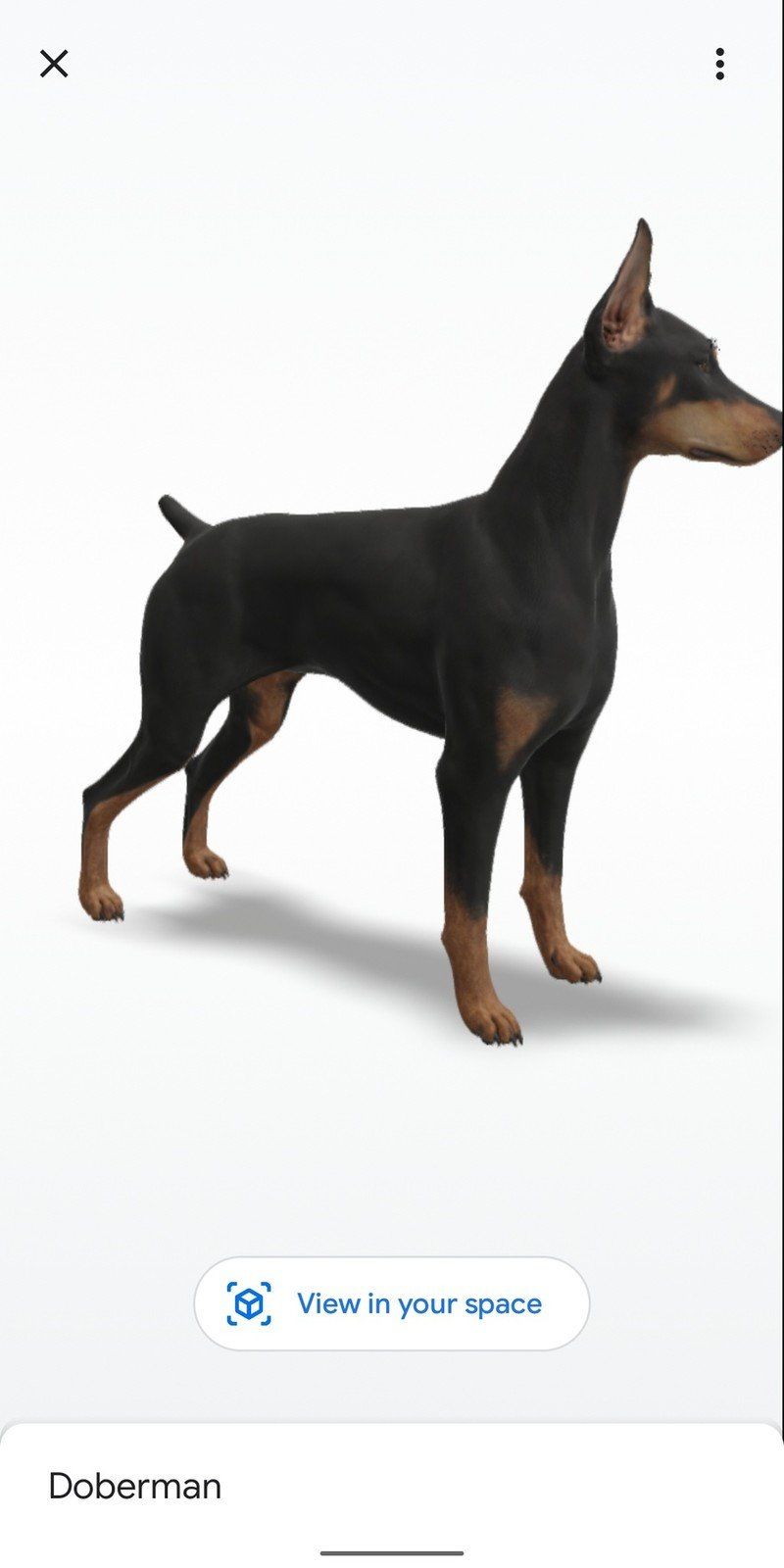 Doberman
