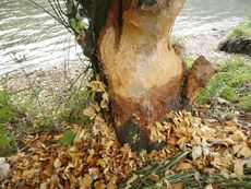 Tree Eaten At By Beaver