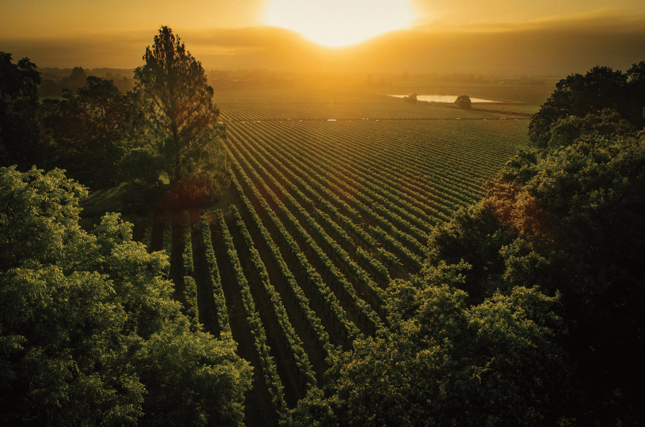 Sycamore Vineyard, Rutherford AVA