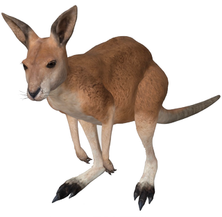 Kangaroo Google Search