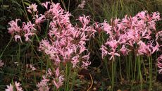 Pink nerines in flower