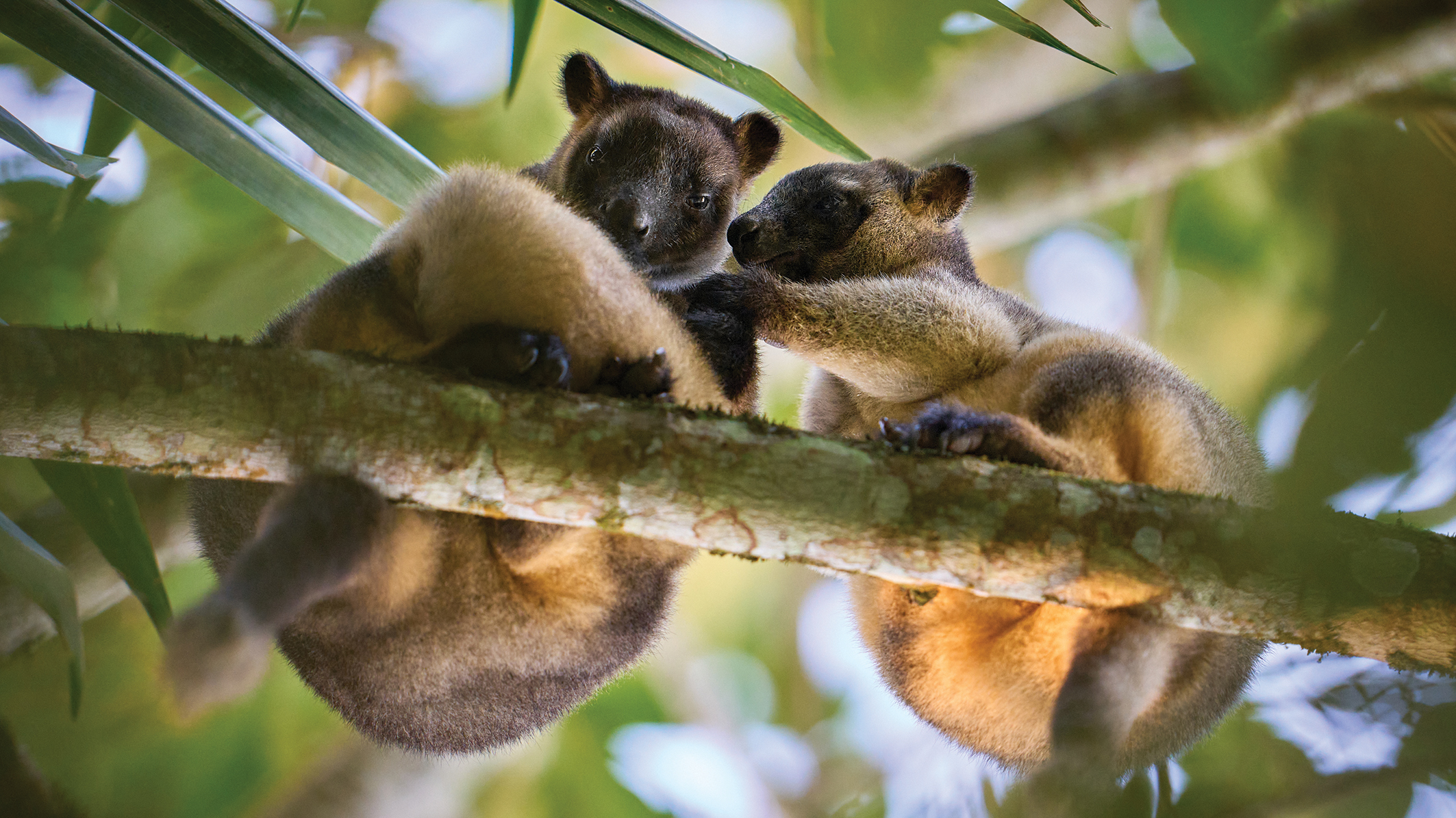 Two adorable koalas cuddle together on a tree branch, surrounded by lush green foliage in a serene natural setting