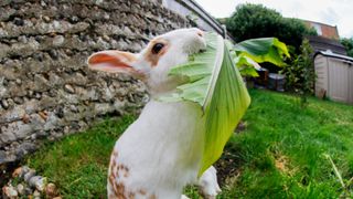 A rabbit eats a leaf