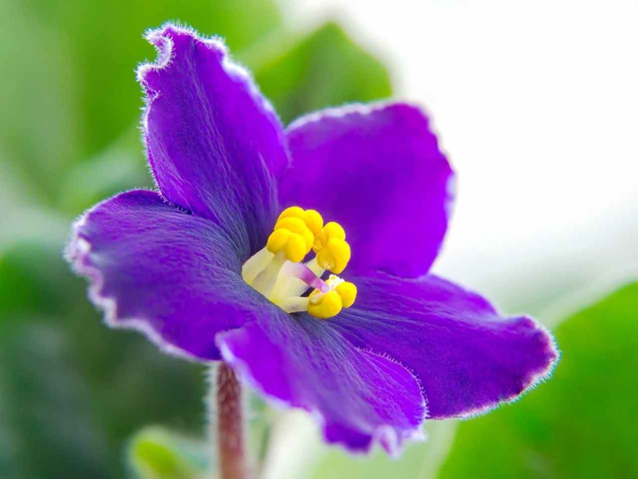 Close Up Of An African Violet Plant