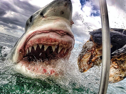 New Jersey teacher captures incredible, terrifying photo of great white shark