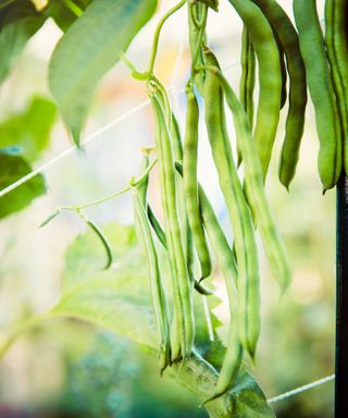 green beans growing on a vine