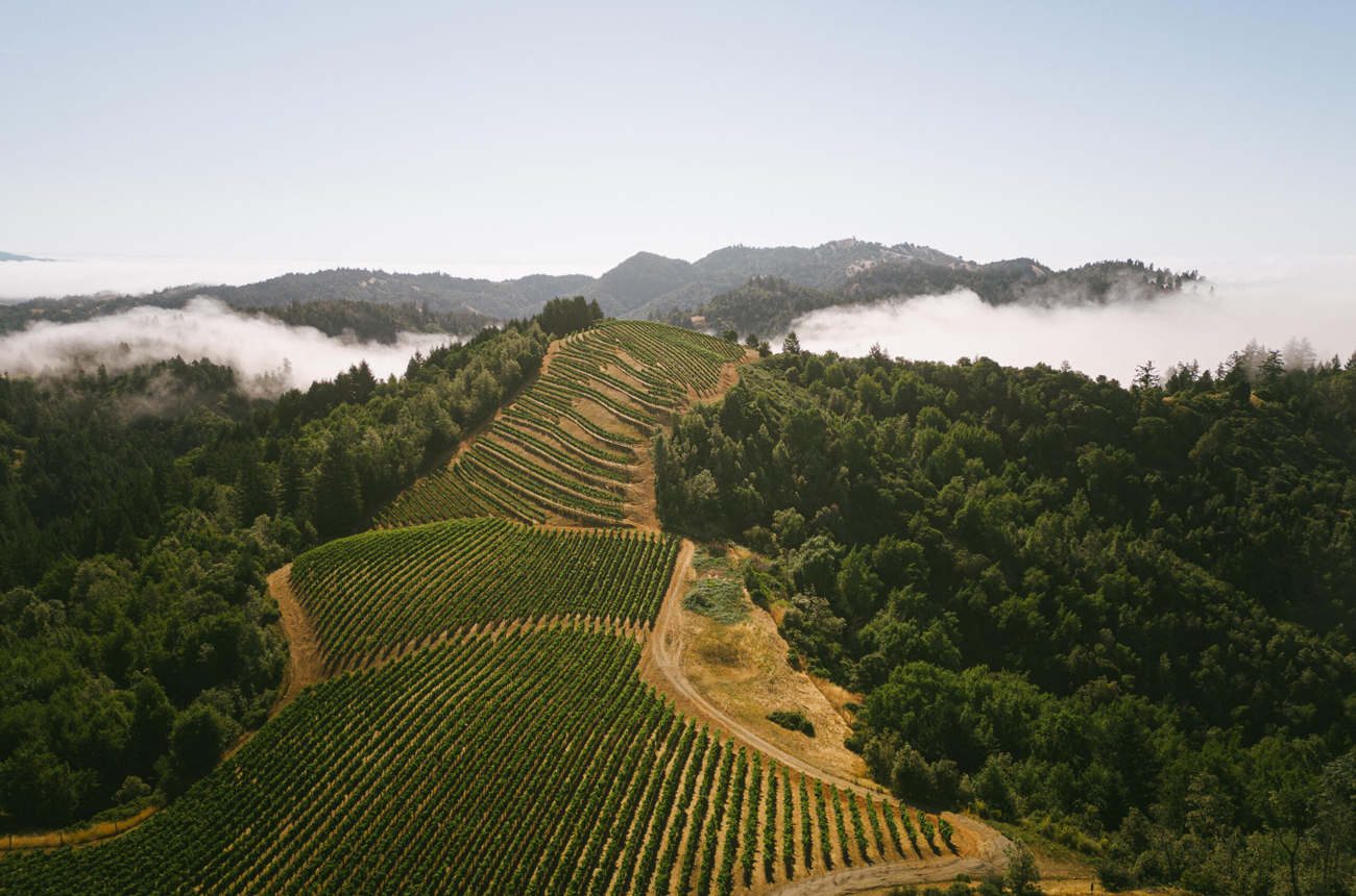 Flowers winery vineyards