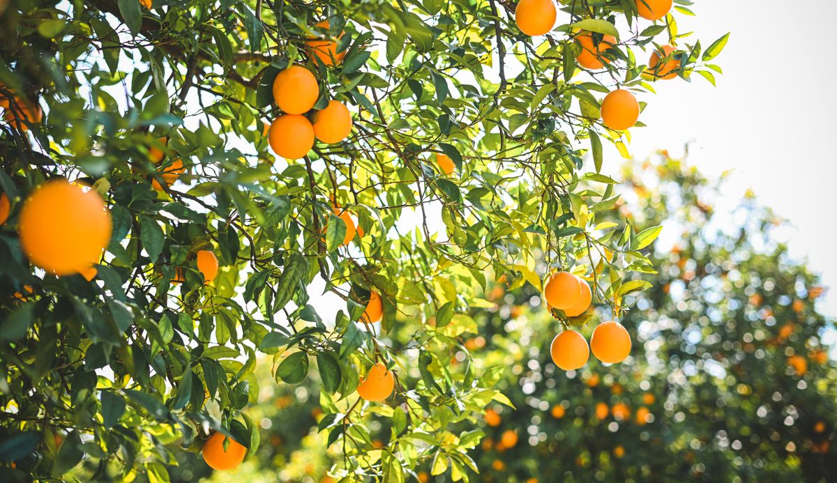 5 fruits que vous pouvez réellement planter en juillet dans votre jardin 