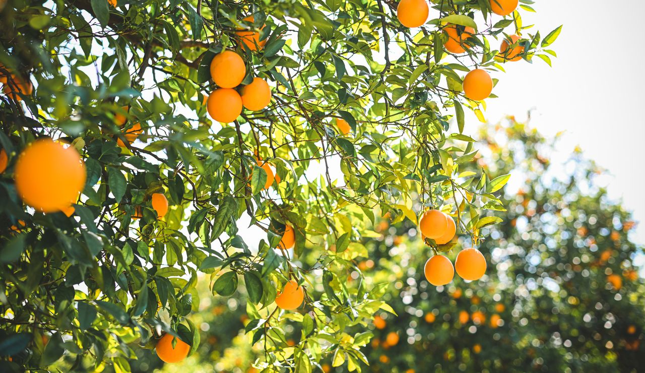 oranges growing on a tree