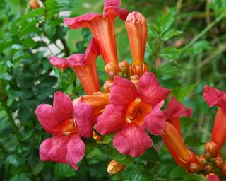 red flowers of Trumpet Vine (Campsis radicans)