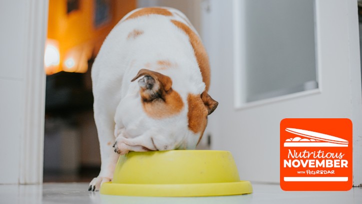 best dog food to prevent dcm