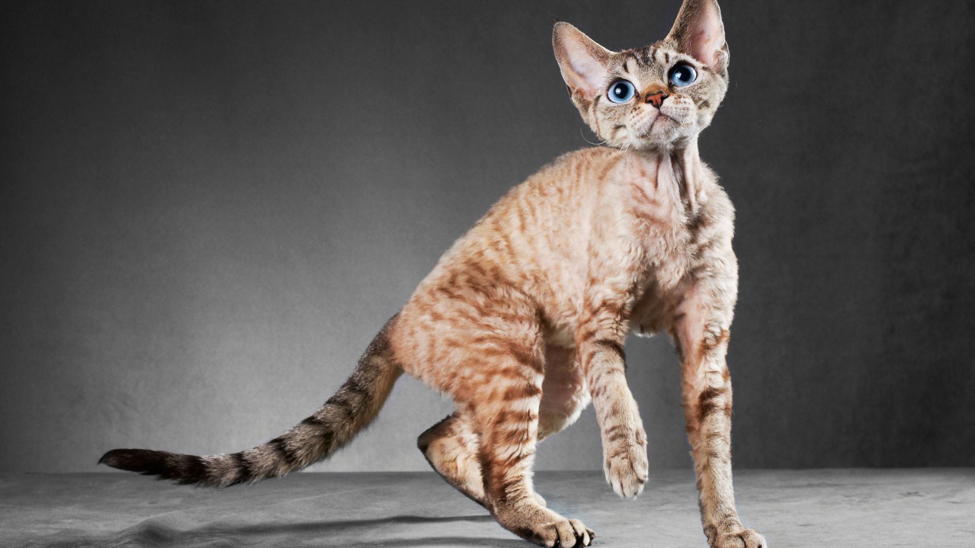 Brown and white colored Cornish Rex