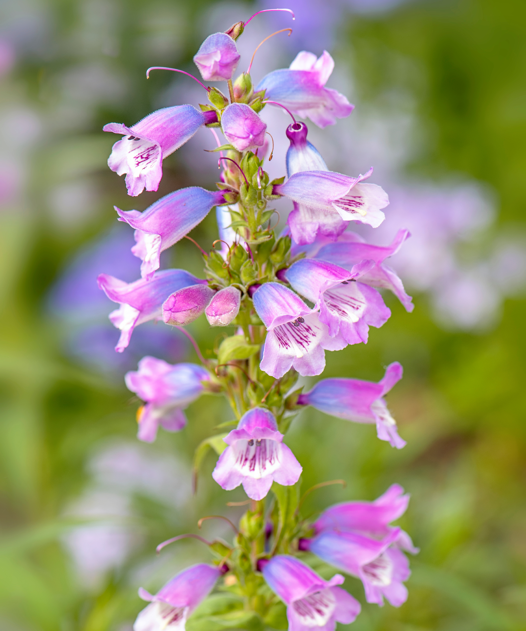 Sour grapes penstemon flowers