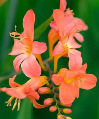 apricot colored flowers of Crocosmia ‘Limpopo'