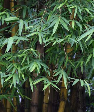 A close-up shot of dark green bamboo plants with spiked leaves and dark brown stems