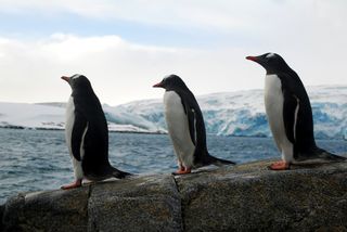 Gentoo penguins