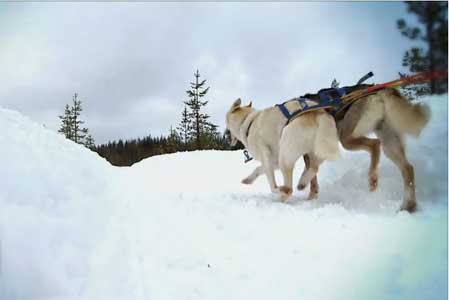 From the Classroom: Best Tech Practice Video of the Week - The Iditarod &amp; Math