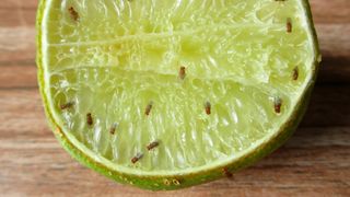 Fruit Flies on lime 