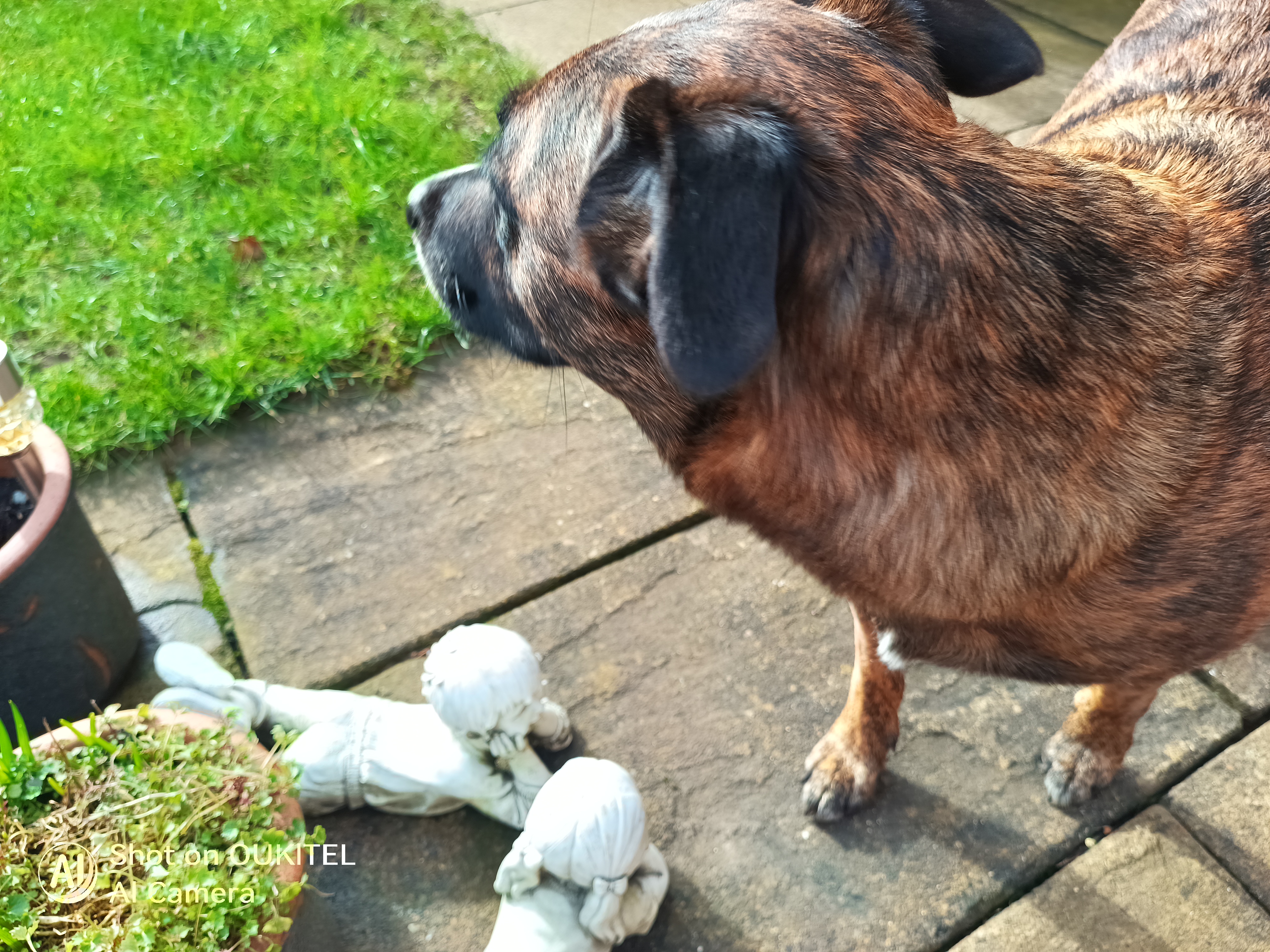 Oukitel WP61 Plus camera examples