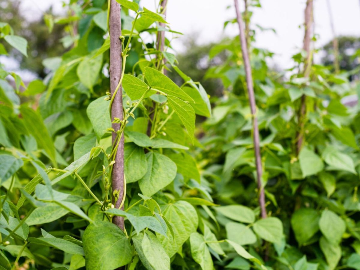 Pinching Pole Beans Stunting Pole Bean Growth With Pinching Or