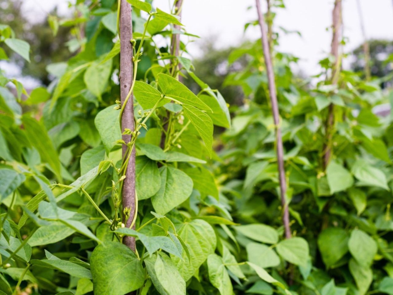 Pinched Pole Bean Tips