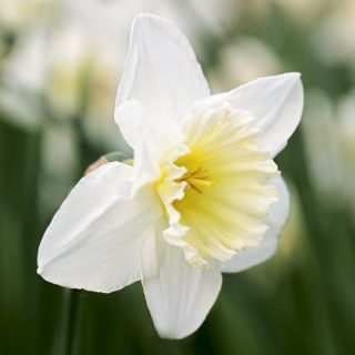 narcissi flower