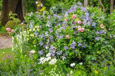 Vigorous Clematis ‘Emilia Plater’ partnered with Rosa ‘Comtesse de Segur’, with spires of Veronica longifolia ‘Charlotte’ and white cosmos. Credit: Clive Nichols