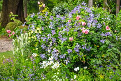 Vigorous Clematis ‘Emilia Plater’ partnered with Rosa ‘Comtesse de Segur’, with spires of Veronica longifolia ‘Charlotte’ and white cosmos. Credit: Clive Nichols