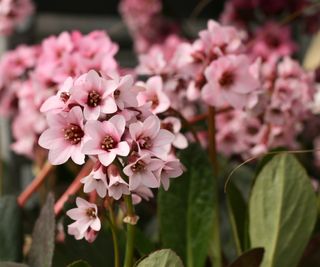 bergenia ‘Pink Dragonfly’ flowering in spring
