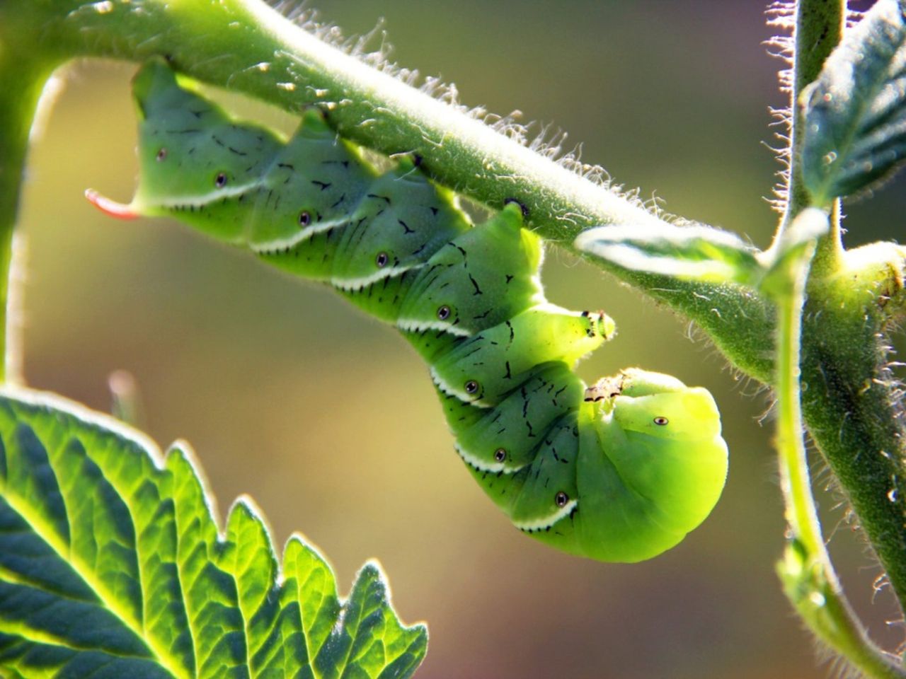 Insect On A Decoy Trap Plant