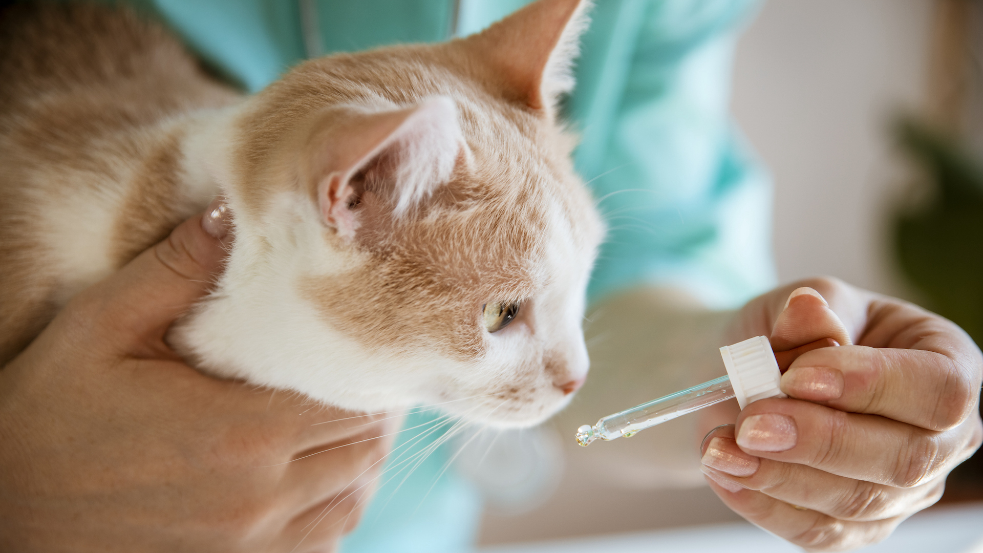 Cat being given dropper of calming medication