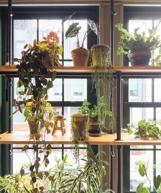 Windowsill plant shelf