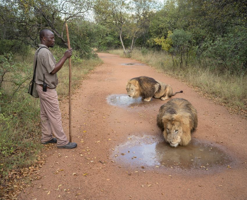 Two lions lapping puddles of water
