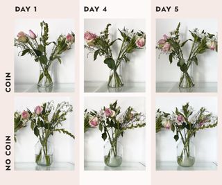 stages of fresh flowers with and without a coin in the vase