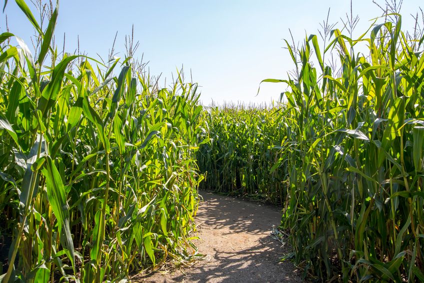 A corn maze.