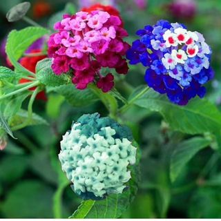 Lantana Flower Seeds for Planting 