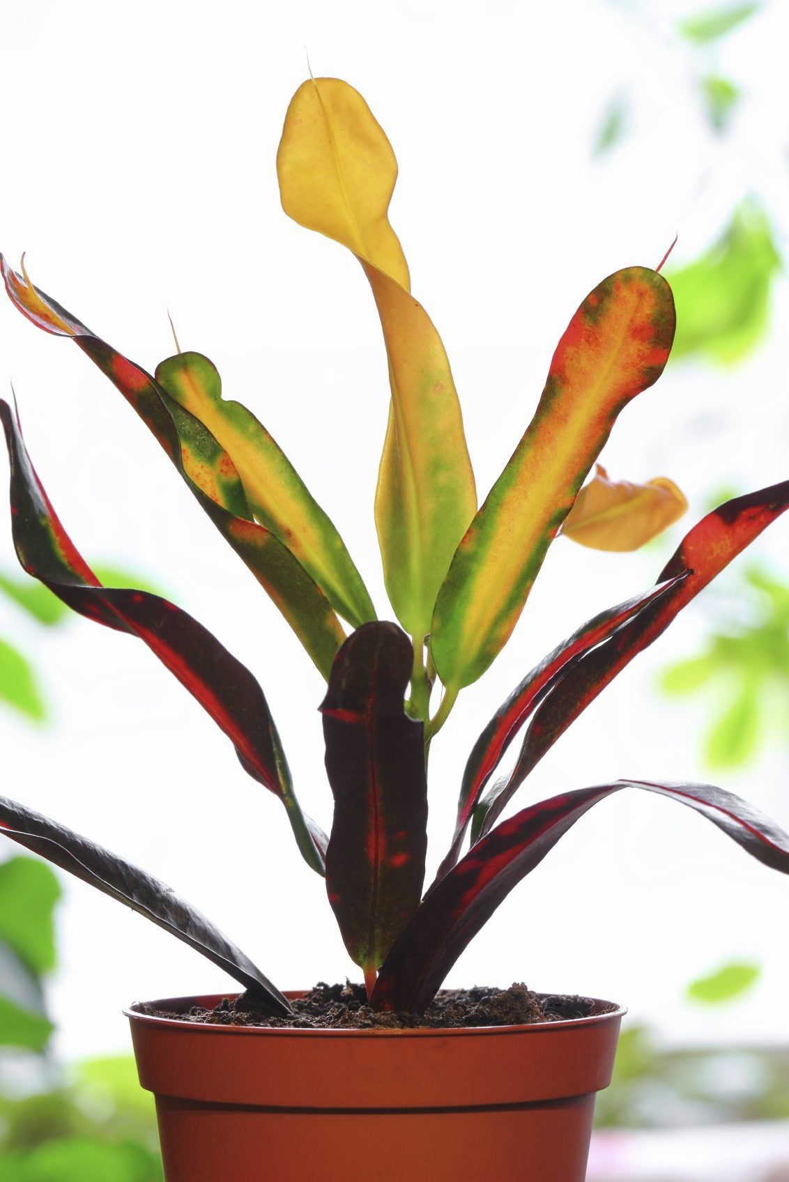 Multicolored Croton Leaves