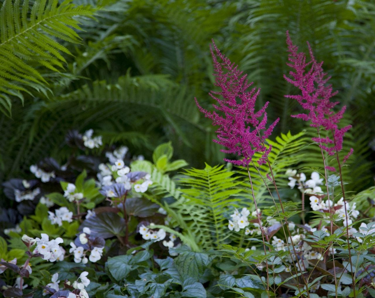 astilbe companions