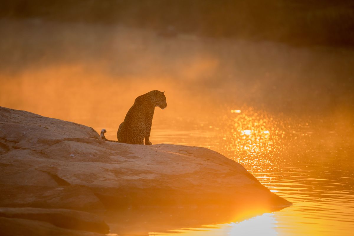 Remembering Leopards reveals results of conservation photo competition ...