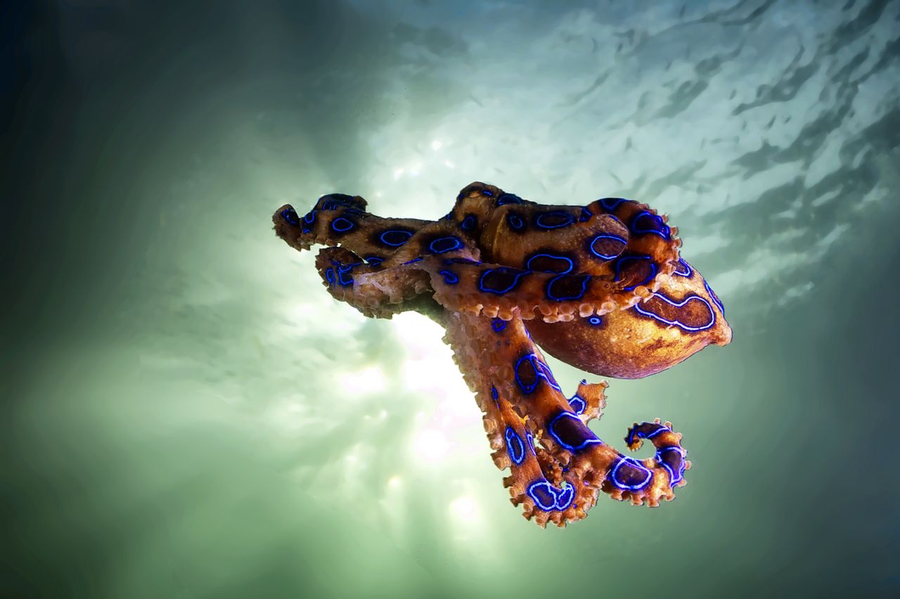 a blue ringed octopus photographed from below swimming in the ocean with sunlight coming through the water