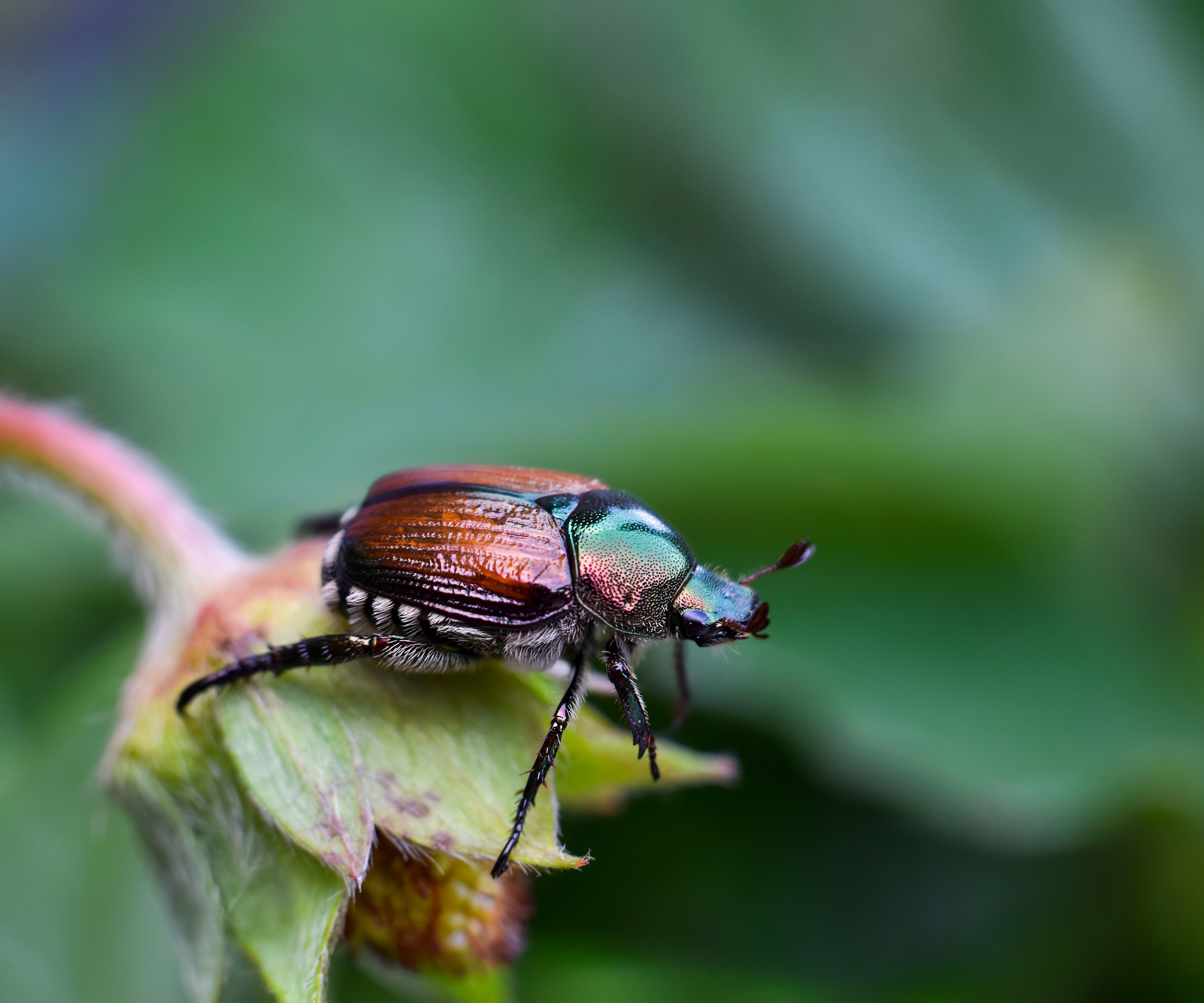 Japanese beetle on strawberry plant