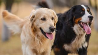 Golden retriever and Bernese mountain dog