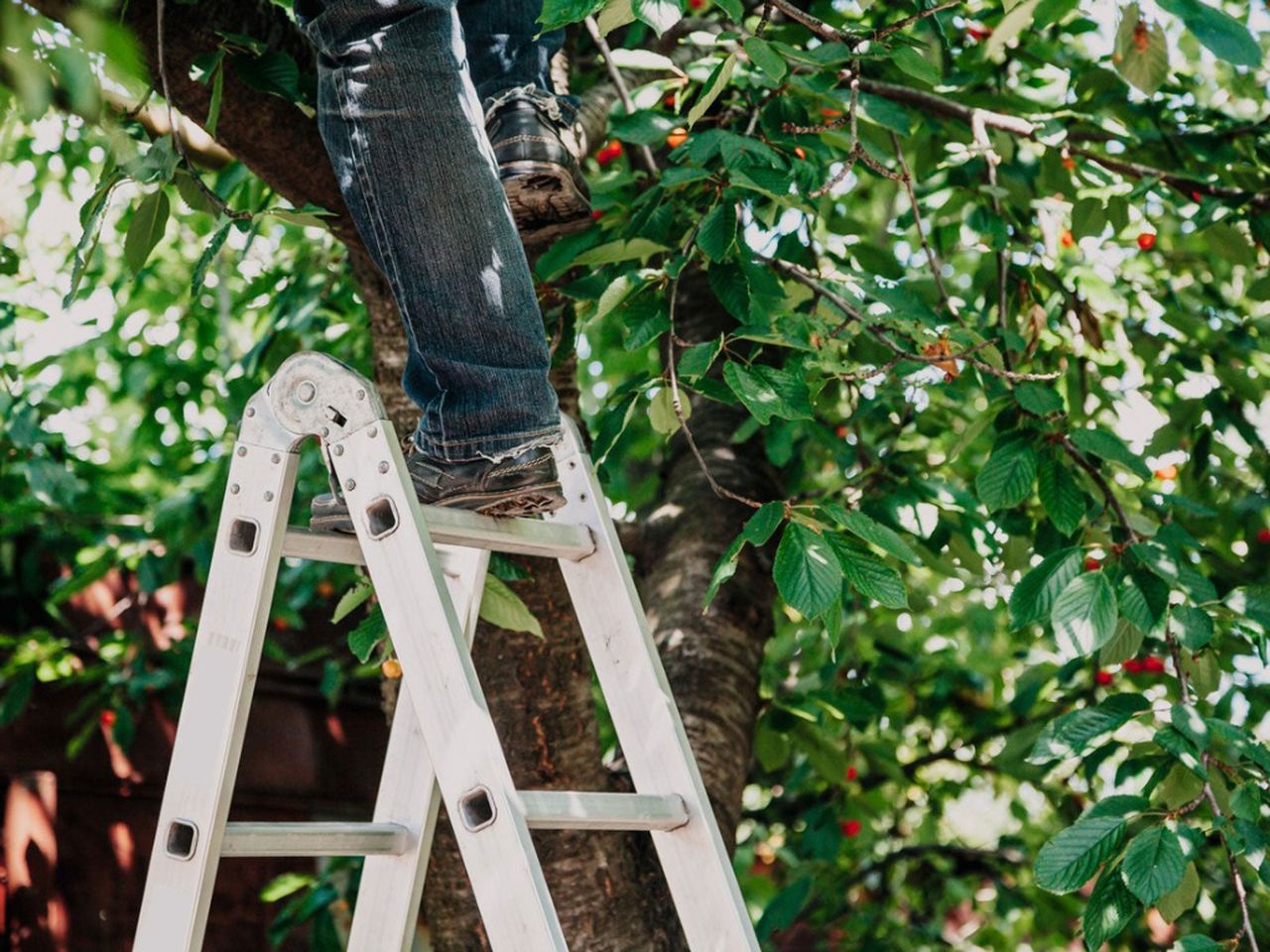 Person Climbing Up A Ladder Onto A Tree