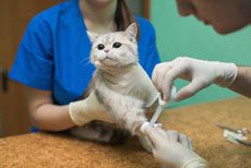 A veterinarian treats a cat. 