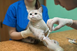 A veterinarian treats a cat. 