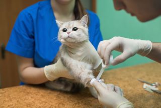 A veterinarian treats a cat.